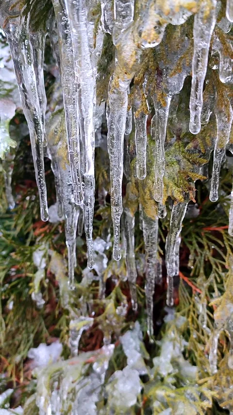 Icicles evergreen thuja branches close-up Drops water drip melting Vertical Stock Footage 301505144