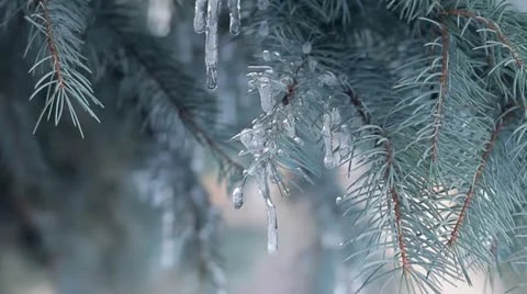 Icicles on Evergreens HD Stock Footage 22344196