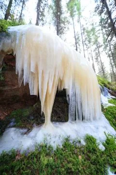 Icicles in forest Stock Photos