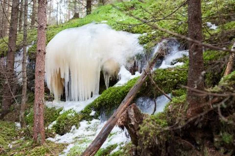 Icicles in forest Stock Photos