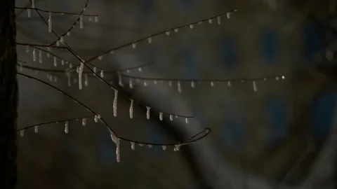 Icicles on Frozen Tree Branches Macro, Cinematic Dark Winter Stock Footage 344060192