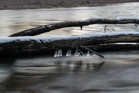 Icicles hang on branch Stock Photos