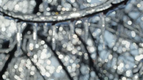 Icicles hanging from frozen tree branches against a bright winter background Stock Footage 303516615