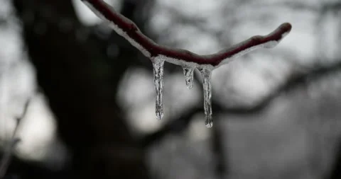 Icicles hanging from a tree branch on a freezing winter day Stock Footage 153531369