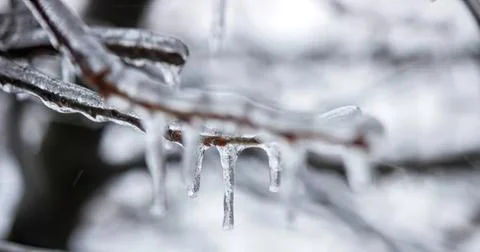 Icicles hanging from tree branch in winter snow scene Stock Photos
