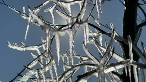 Icicles hanging from tree branches against a bright blue sky with sun flare Stock Footage 335620598