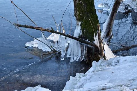 Icicles hanging from tree branches at the lakeside close to Oss, Netherlands Stock Photos