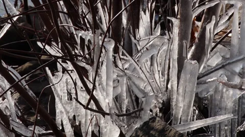 Icicles hanging off a tree Stock Footage 35517691