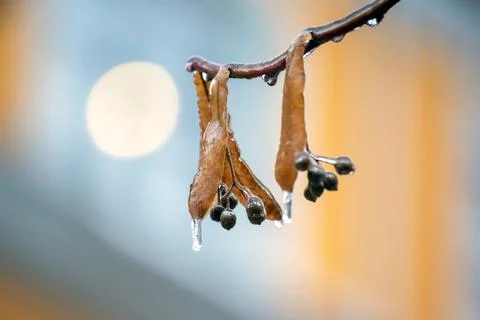 Icicles on the ice branches of a linden tree. season of temperature changes.. Stock Photos
