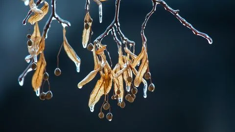 Icicles on the ice branches of a linden tree. season of temperature changes.. Stock Photos