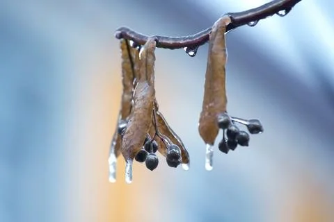 Icicles on the ice branches of a linden tree. season of temperature changes.. Stock Photos