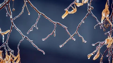 Icicles on the ice branches of a linden tree. season of temperature changes.. Stock Photos