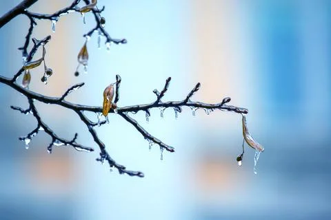 Icicles on icy tree branches. temperature swing season and winter weather i.. Stock Photos