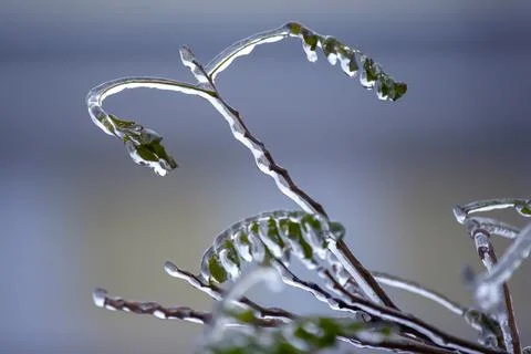 Icicles on icy tree branches. temperature swing season and winter weather i.. Stock Photos