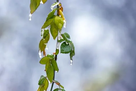 Icicles on icy tree branches. temperature swing season and winter weather i.. Stock Photos