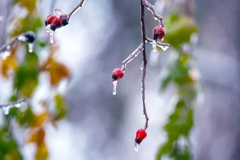 Icicles on icy tree branches. temperature swing season and winter weather i.. Stock Photos