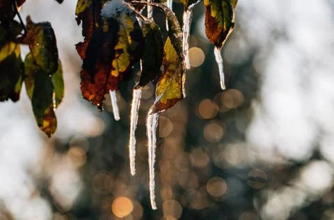 Icicles on the leaves of a tree close up Foto stock