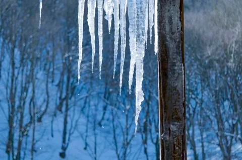 Icicles melt against the forest Stock Photos