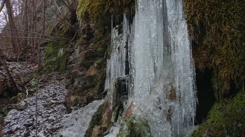 Icicles melting in the winter, water drops on moss. Stock Footage 84611445
