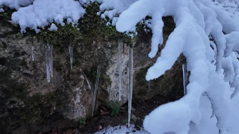 Icicles on moss and a rock in a winter forest. Stock Footage 312872681