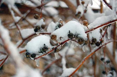 Icicles Stock Photos