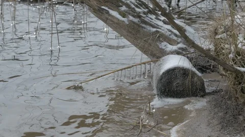 Icicles on the reed 스톡 동영상 123228386