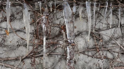Icicles  row  on plants. Spring background. Stock Footage 306486753