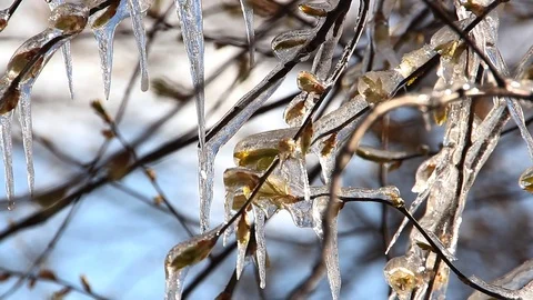 Icicles on a spring tree with blossoming buds. Stock Footage 74581426