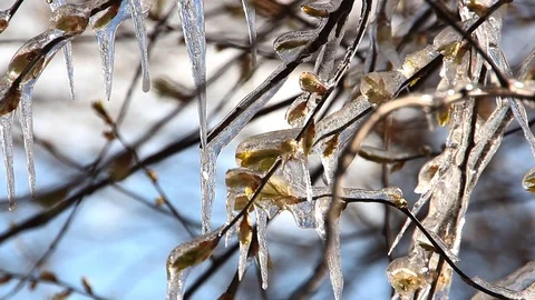 Icicles on a spring tree with blossoming buds. Video stock 74582499