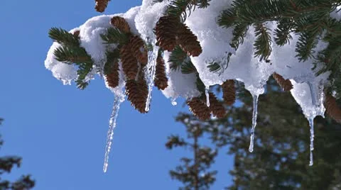 Icicles in Spruce Branch Tips Stock Footage 10787839