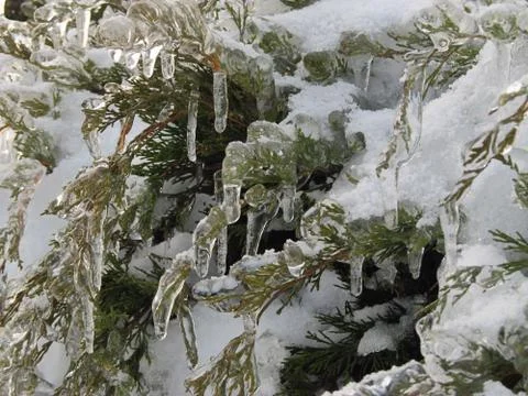 Icicles on thuja branches Foto stock