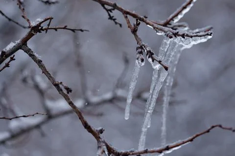 Icicles on the tree branch Stock Photos