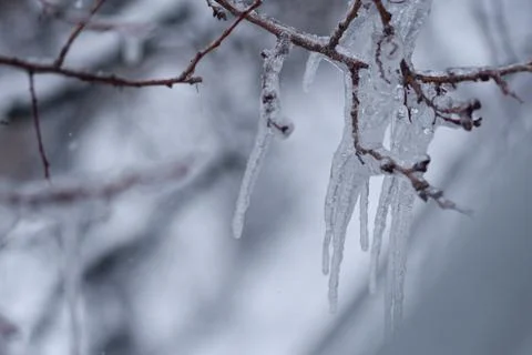 Icicles on the tree branch, weather. Stock Photos