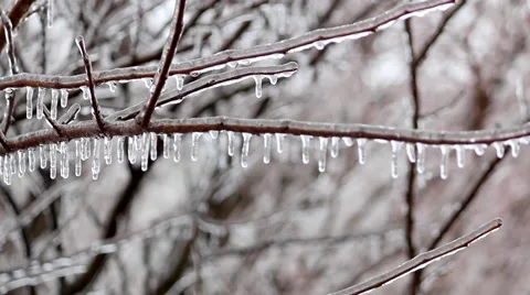 Icicles on Tree Branches Stock Footage 58933070