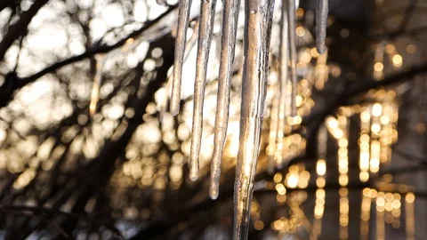 Icicles on the tree Stock Footage 87205869