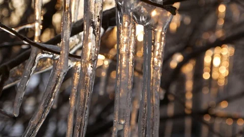Icicles on the tree Stock Footage 87205893