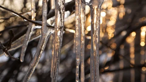 Icicles on the tree Stock Footage 87205907