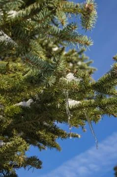 Icicles in a tree Stock Photos