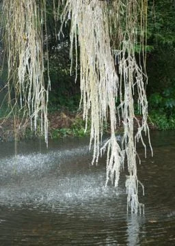 Icicles on a tree Stockfoto's