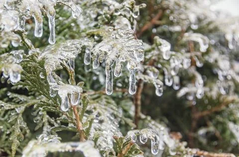Icicles on the tree. 스톡 사진