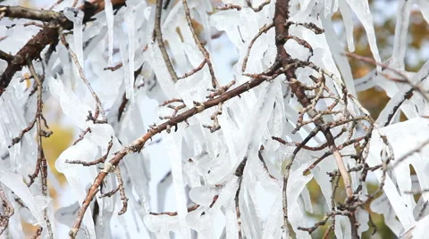 Icicles in trees pan P HD 8034 Stock Footage 905429