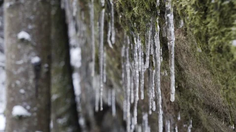 Icicles in winter forrest 4K Video stock 85539330