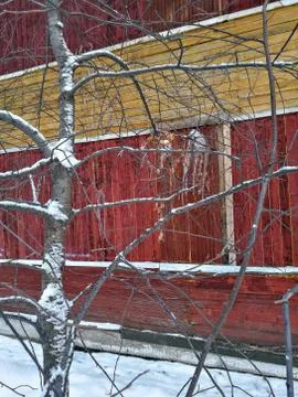 Icicles winter on a tree in cyberia Stock Photos
