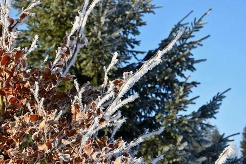 Icing on a beech tree branch. Stock Photos