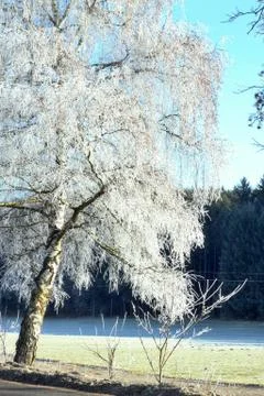 Icing birch Fotos de archivo