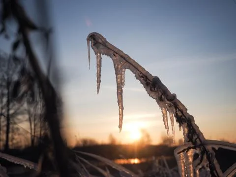 Icing on the grass and the trees. Effects of changing weather and freezing ra Stock Photos
