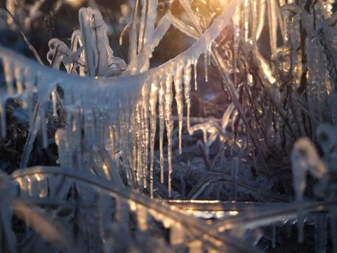 Icing on the grass and the trees. Effects of changing weather and freezing ra Stock Photos