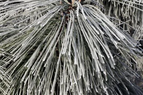 Icing on the needles Stock Photos