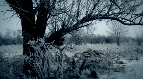 The icing trees Stock Footage 34380268