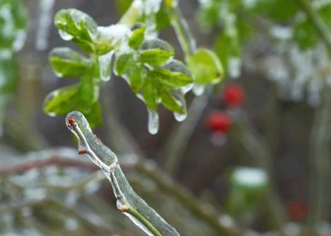Icing on twigs Stock Photos
